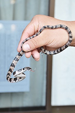 那智大社で「幻のヘビ」 シロマダラを発見 目撃例少なく希少 / 太平洋