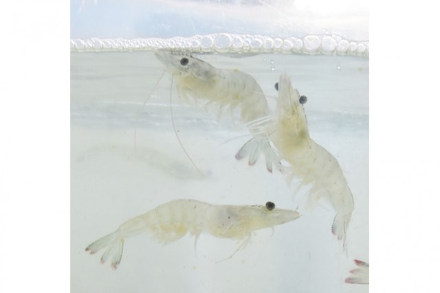 バナメイエビ養殖の経過を公表 生存率は好調 水温低下で成長鈍化 太平洋新聞電子版