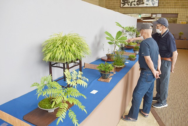 たくさんの山野草が展示されている
