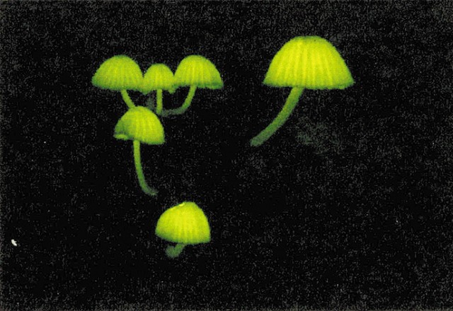 シイノトモシビタケ（提供写真）