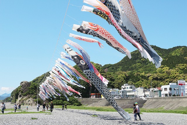 七里御浜を悠々と泳ぐ鯉のぼり（昨年の様子）